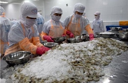 Australia cấm nhập khẩu tôm gây thiệt hại lớn cho doanh nghiệp Việt 